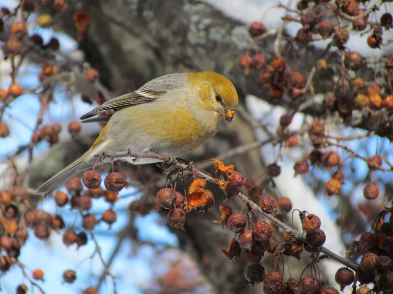 #bird-column, #Jeff and Allison Wells, #Boothbay Register, #birds, #winter finch, #maine, #pine grosbeak